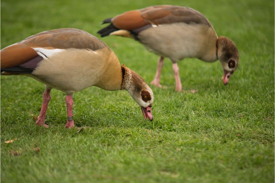 Is a Duck the Right Pet for You