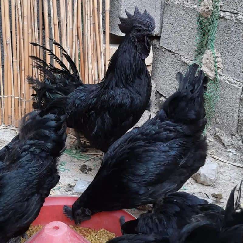 Kadaknath Eating