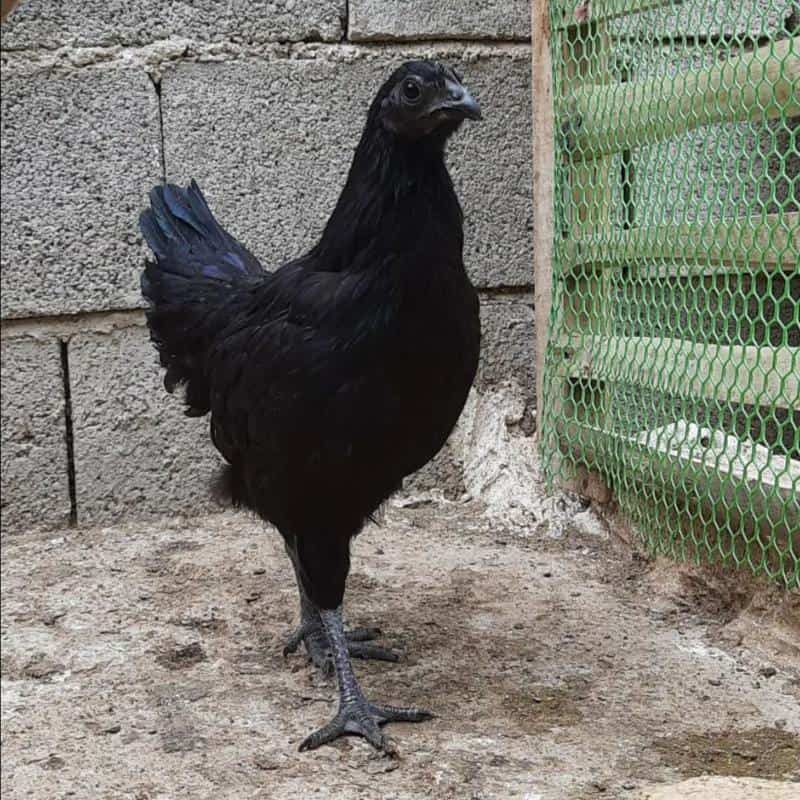 Kadaknath Hen