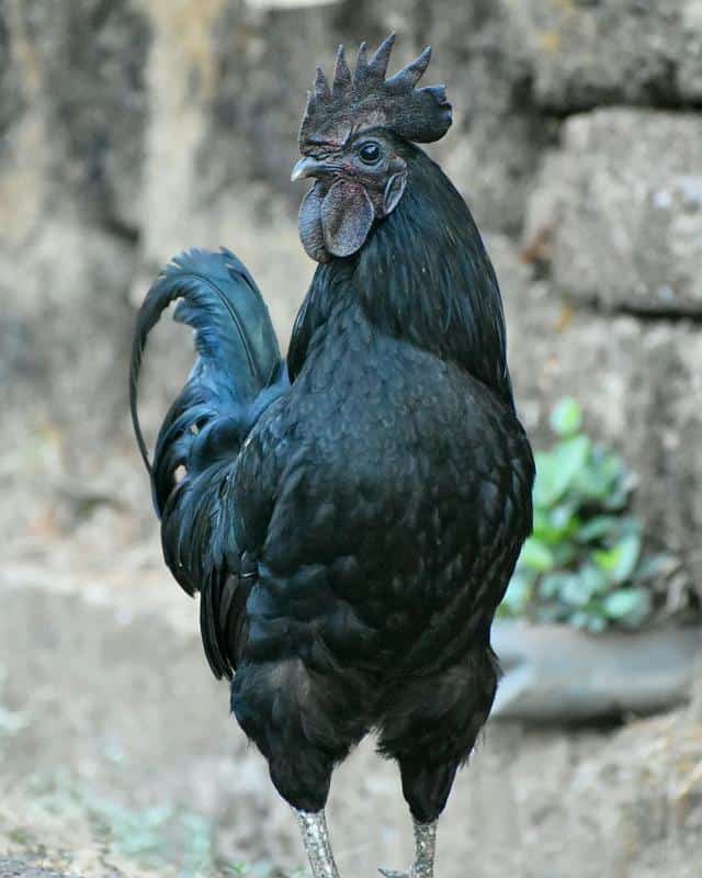 Kadaknath Roosters