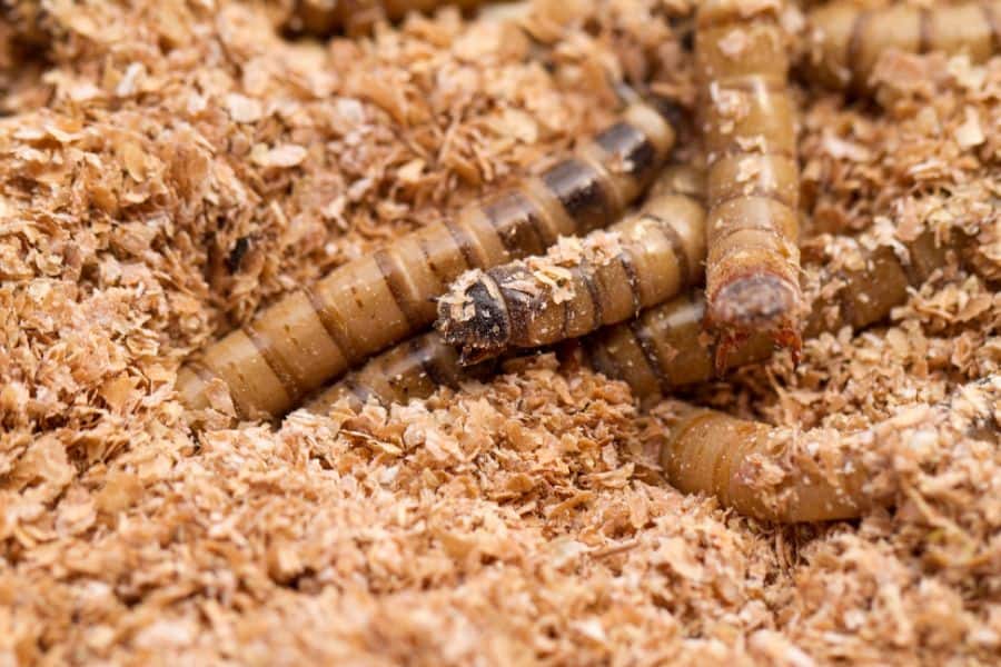 Mealworms for Chicken