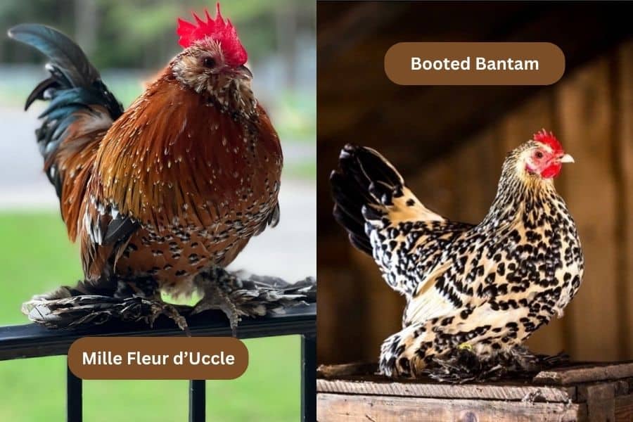 Mille Fleur d’Uccle vs Booted Bantam