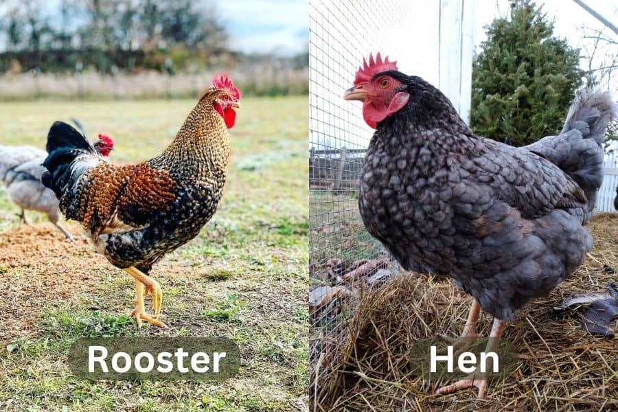 Olive Eggers Rooster and Hen