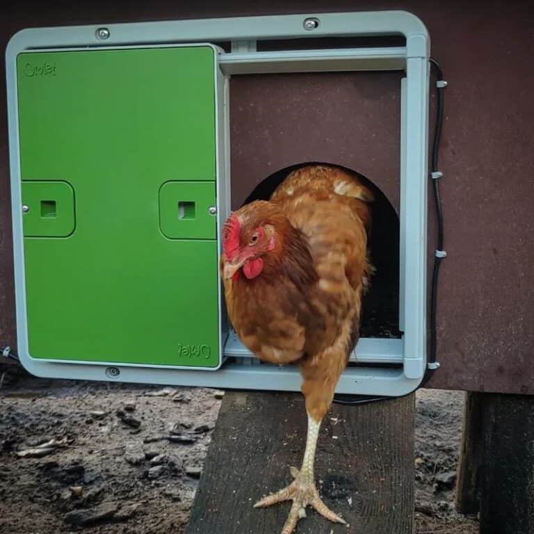 10 Chicken Coop Door Ideas