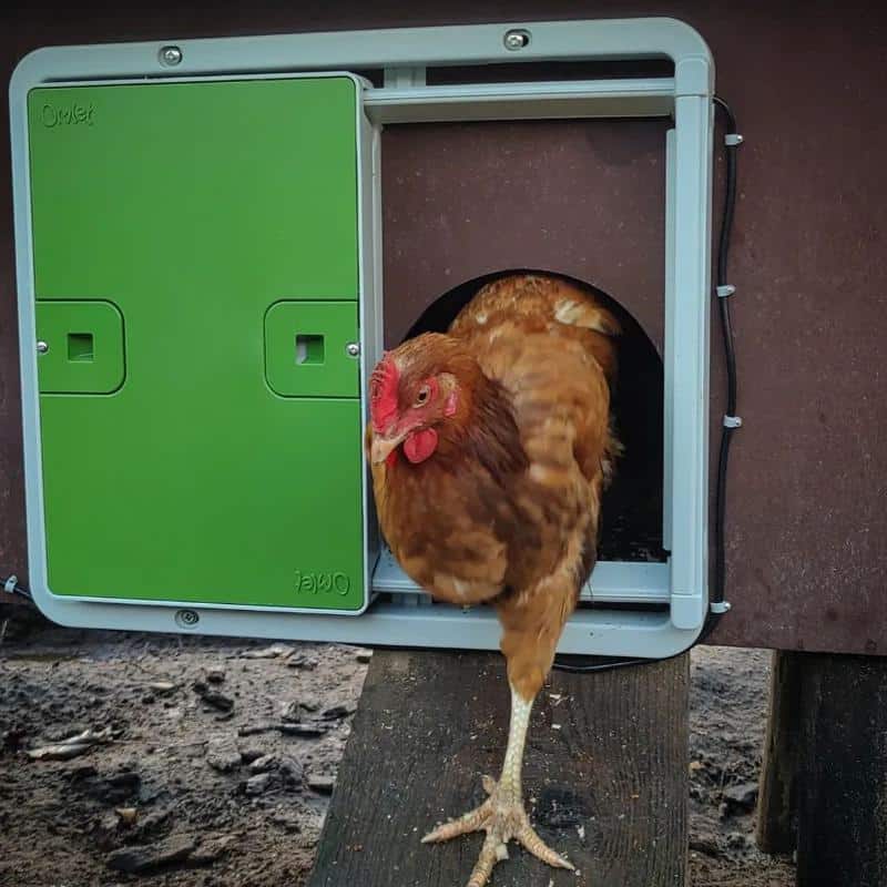 Omlet Chicken Coop Door