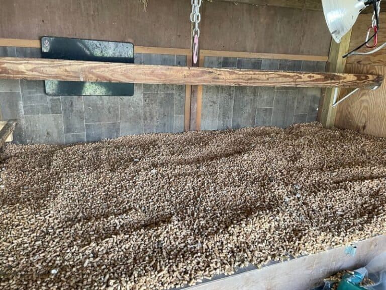 Best Bedding for Chickens Straw, Wood Shavings, & More