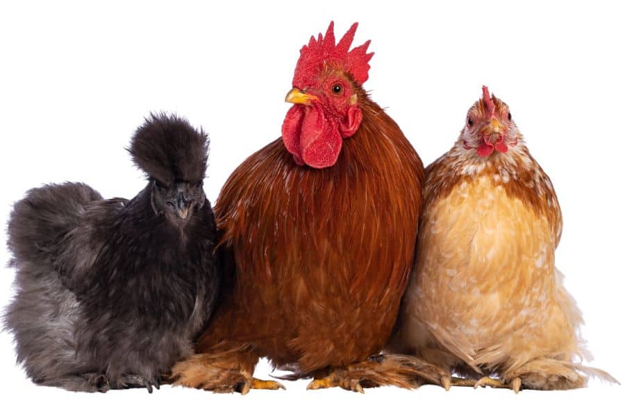 Pretty Beautiful Chicken Breeds