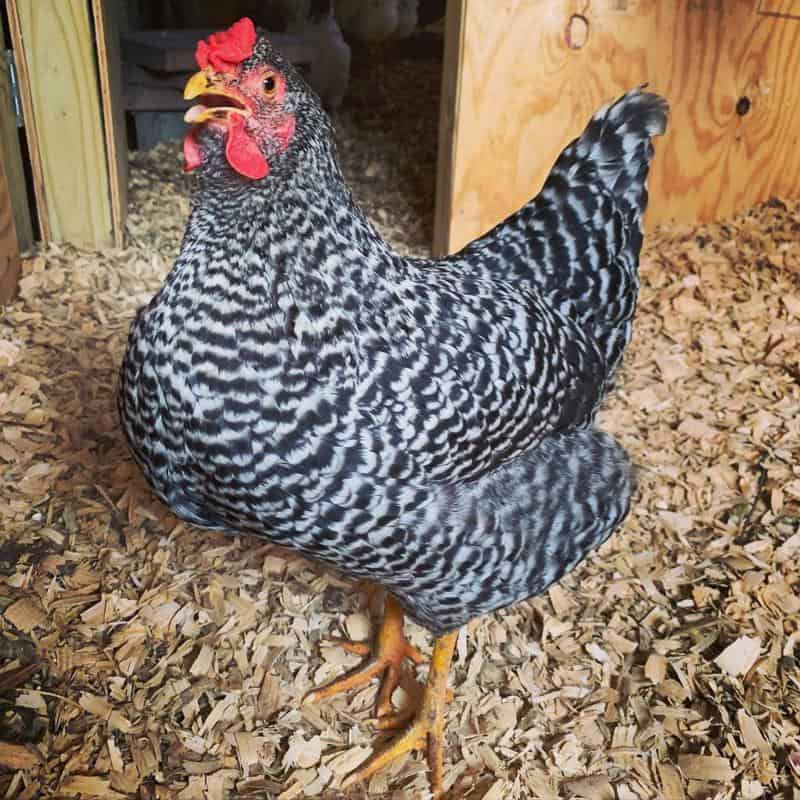 Raising Dominique Chickens