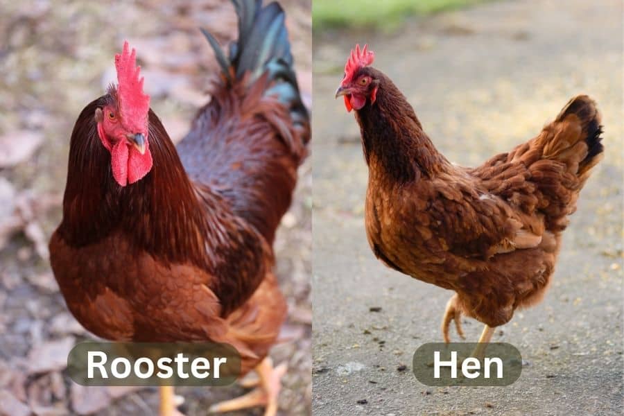 Rhode Island Red Rooster and Hen 