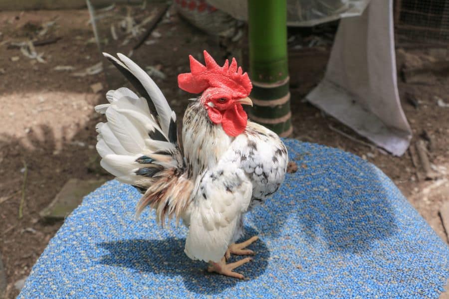 Serama Chicken