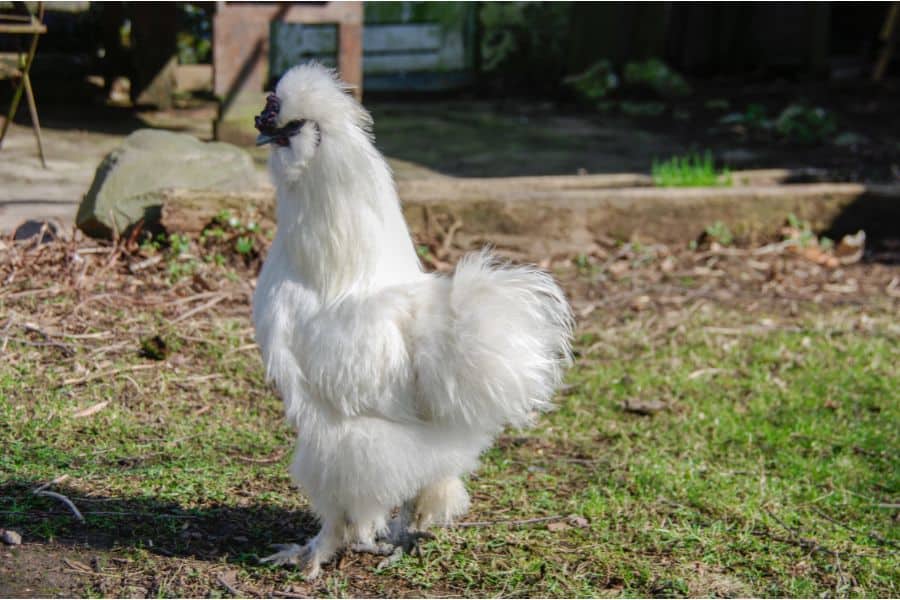 Silkie Chicken