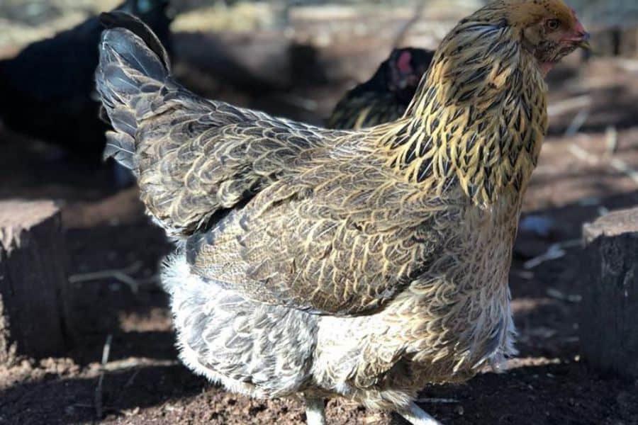 Sour Crop in Chickens