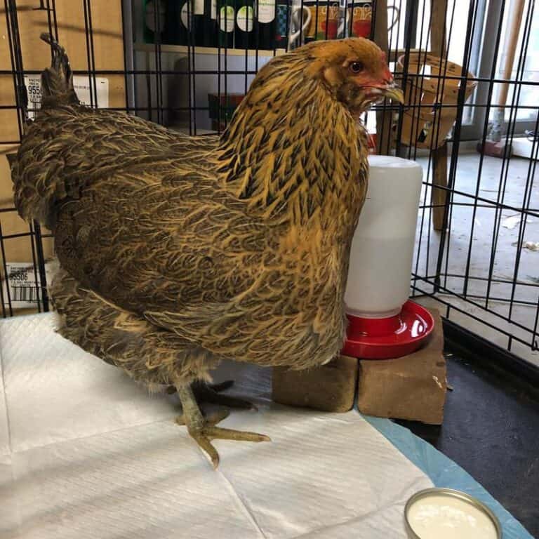 Sour Crop in Chickens Causes, Symptoms, & Treatments