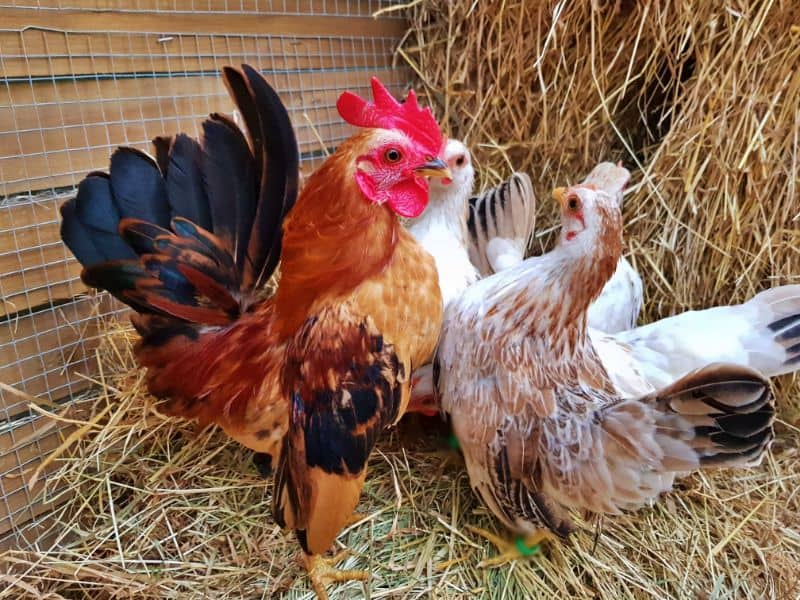 The Appearance of Serama Chickens