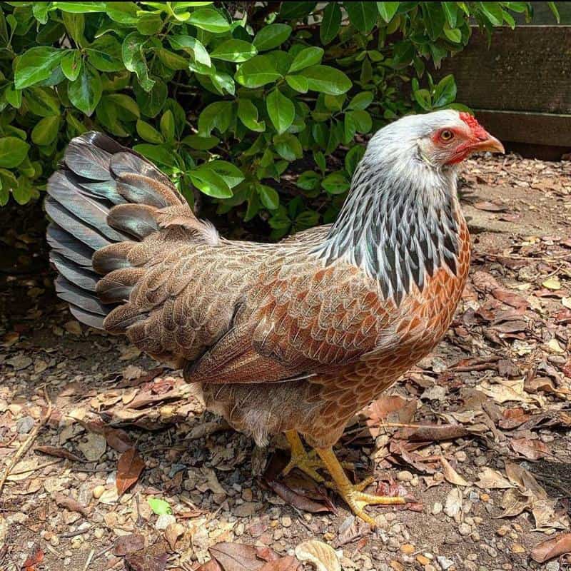 he Prairie Bluebell Egger