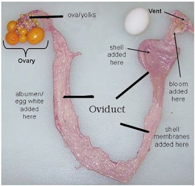 The hen’s Reproductive System