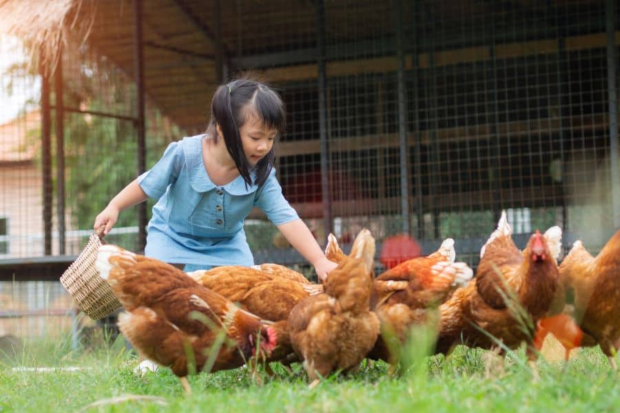 Ways to Keep Your Pet Chickens Happy