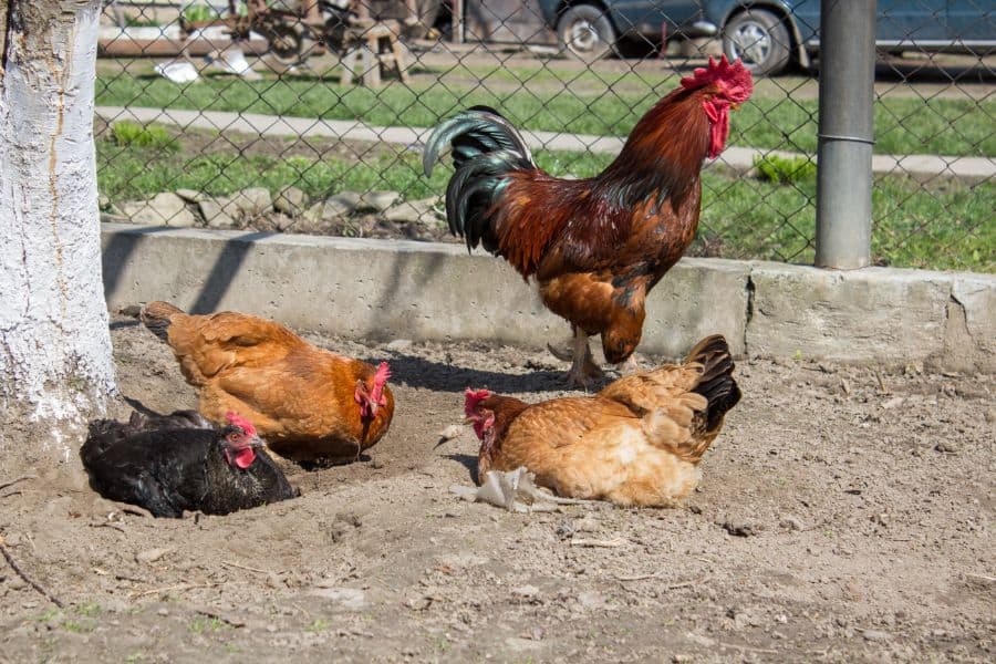 Why Do Chickens Take Dirt Baths
