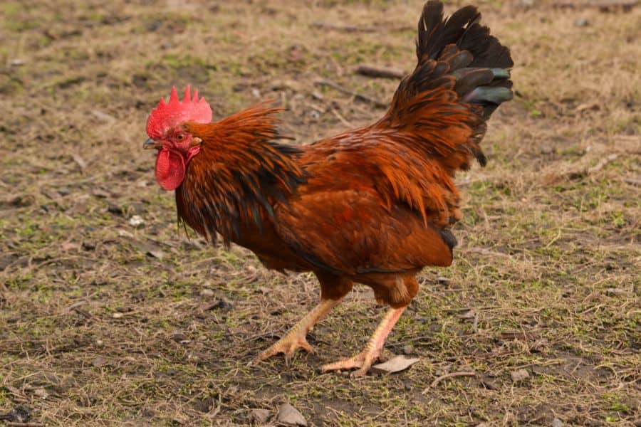 Why Do Roosters Attack Humans