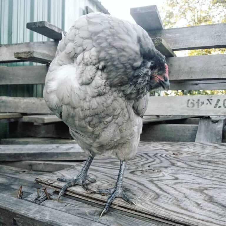 Wry Neck in Chickens Causes and Treatment