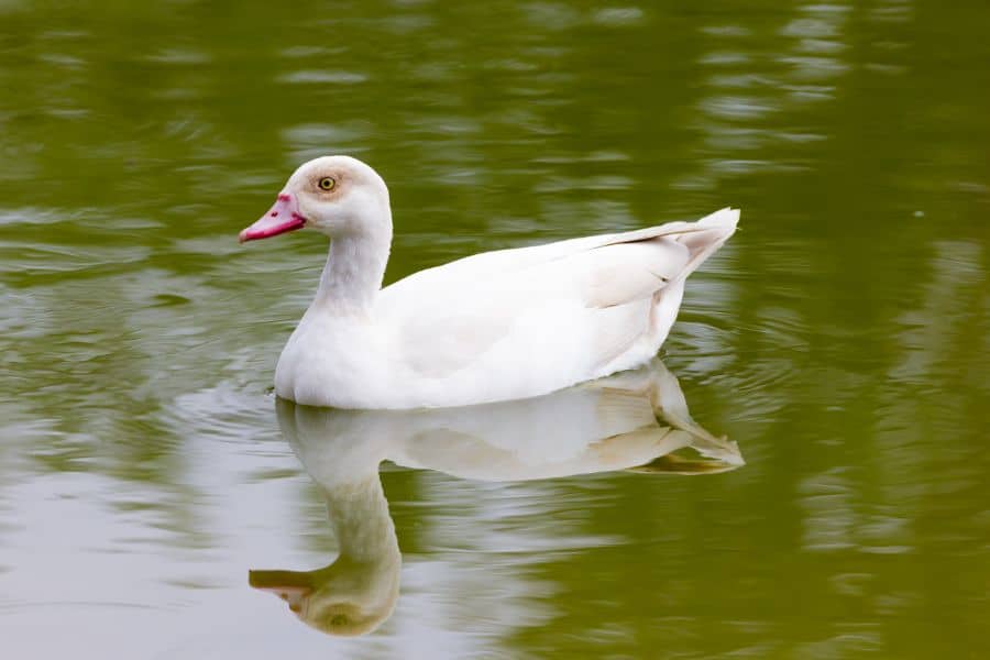 are ducks good pets