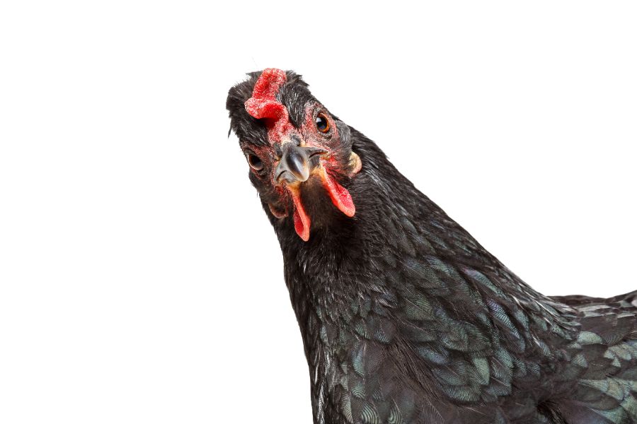 black chicken breeds