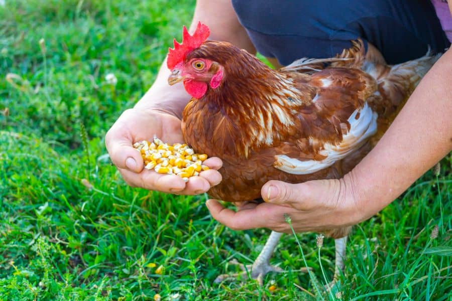 can chickens eat corn