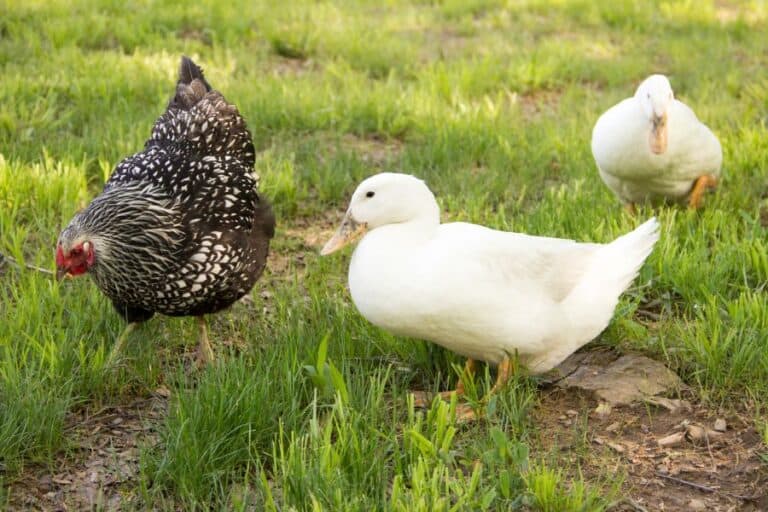 Can Ducks and Chickens Live Together? Coop, Food, & More