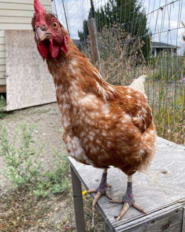 chicken feet bandaged