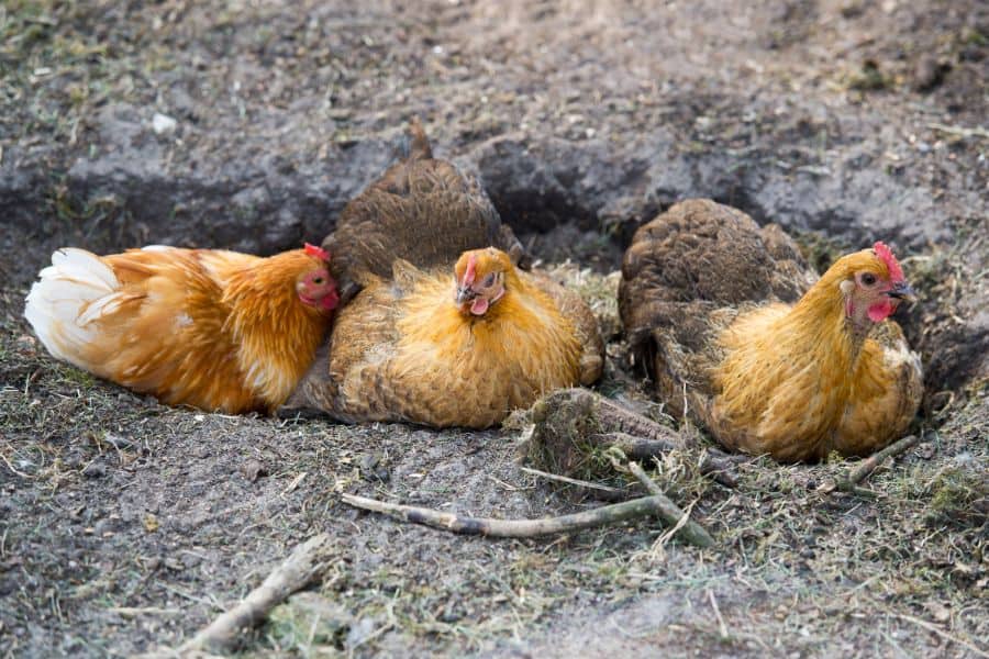 chicken taking dust bath