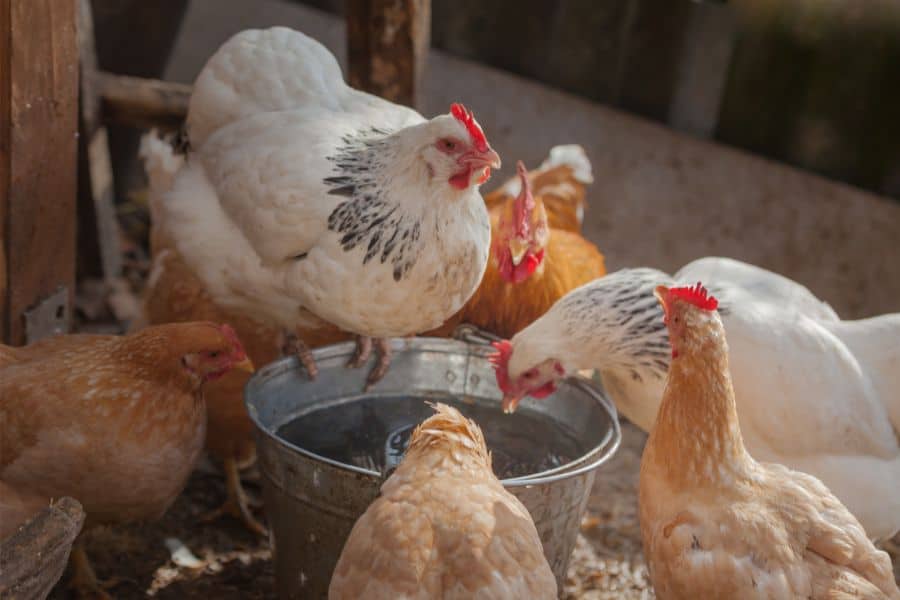 chickens drinking water