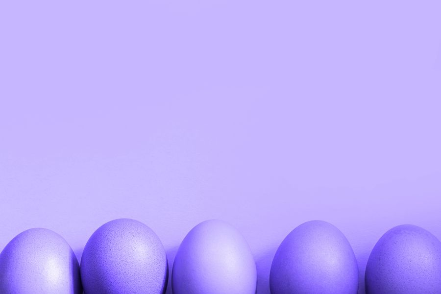 chickens that lay purple eggs