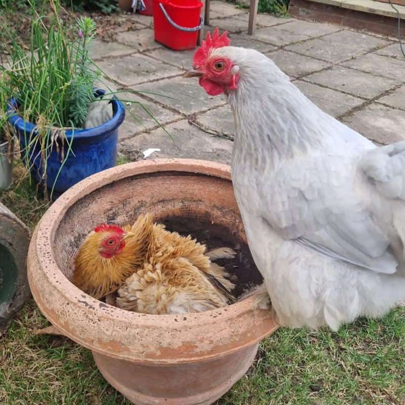 dust bath for chickens