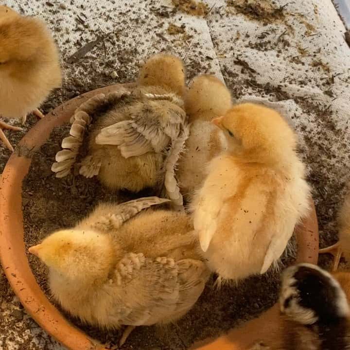 dust bath for chicks