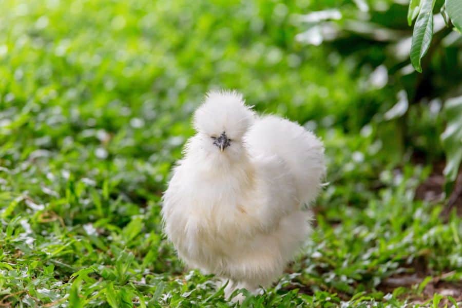 fluffy chicken