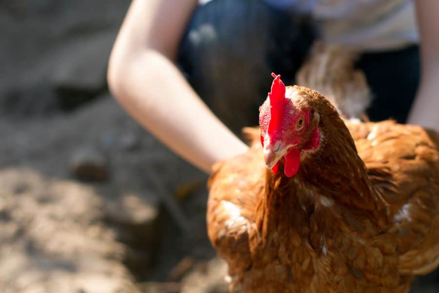 How To Euthanize A Chicken With Benadryl?  