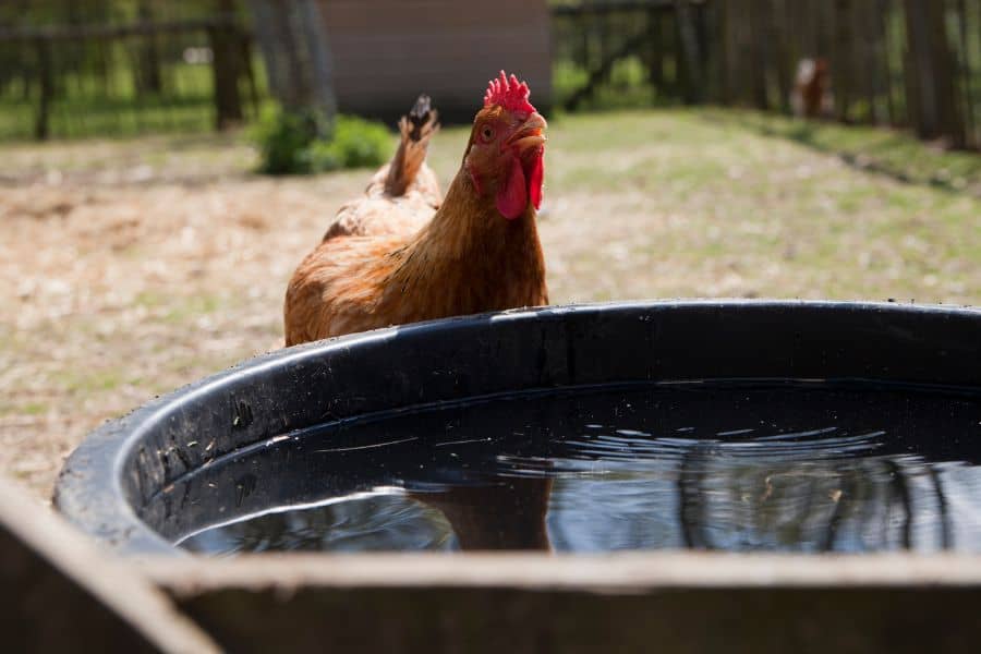 how to keep chickens cool in the summer