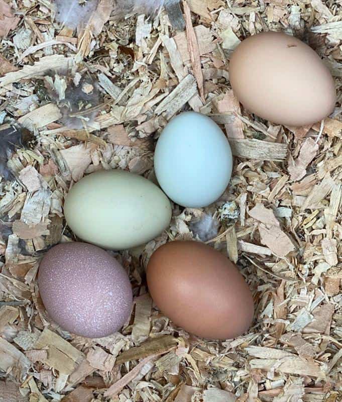 purple blue brown chicken eggs
