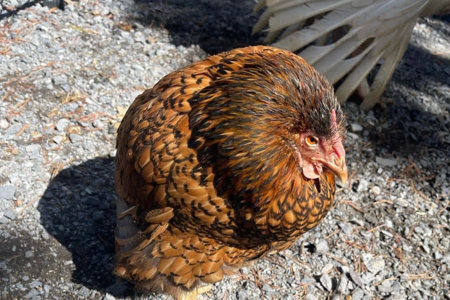 water belly in chickens