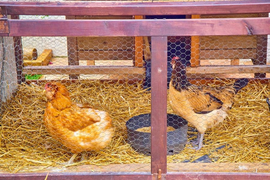 what bedding is best for chickens