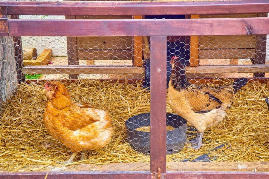 what bedding is best for chickens