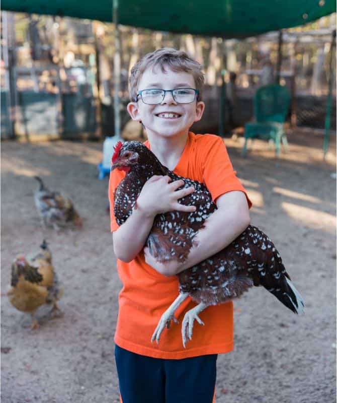 Chicken Breed for Youngsters
