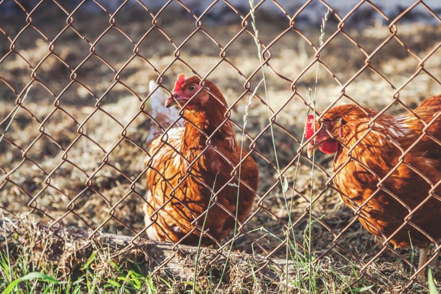 Chicken Fence Ideas