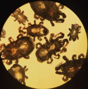 Chicken Mites: Types, Symptoms, & Treatment