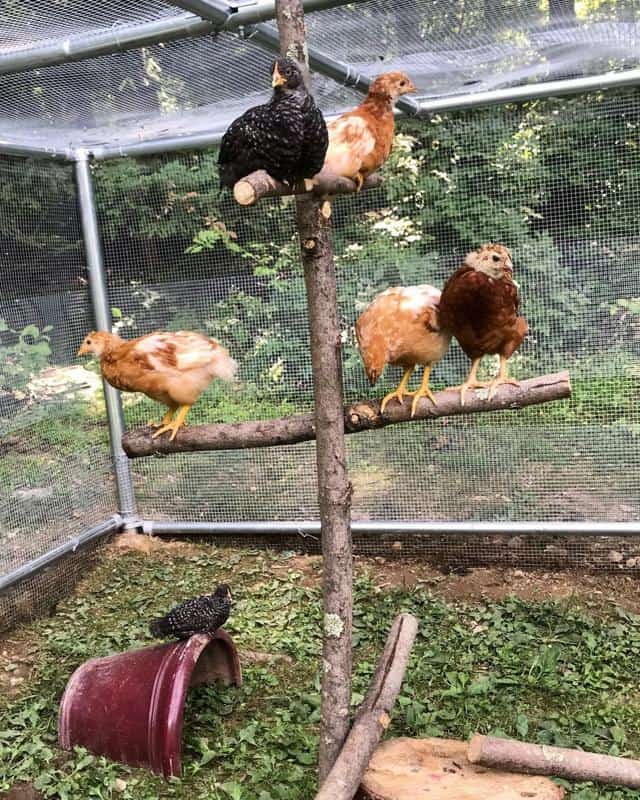 Chicken Playground
