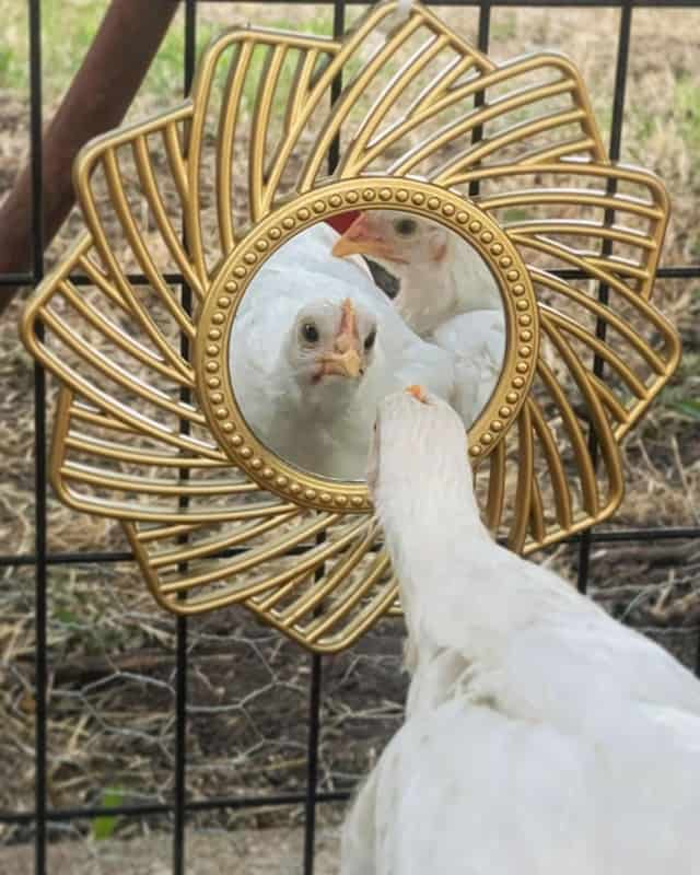 Chicken in Mirror