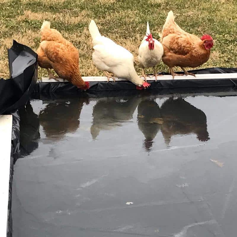 Chickens at A Pond