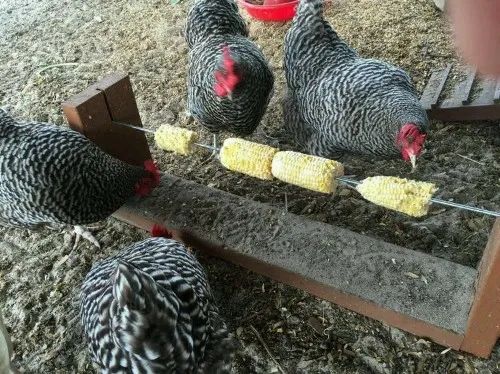 DIY Chicken Corn Holder