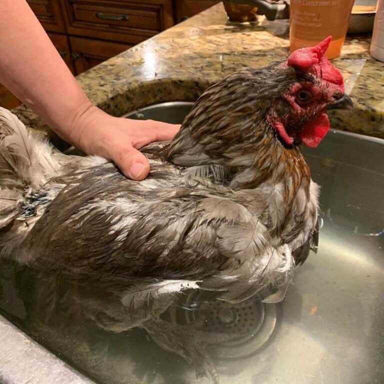 Egg Bound Chicken Causes, Symptoms, Treatment, & More