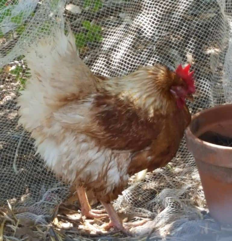 Egg Bound Chicken